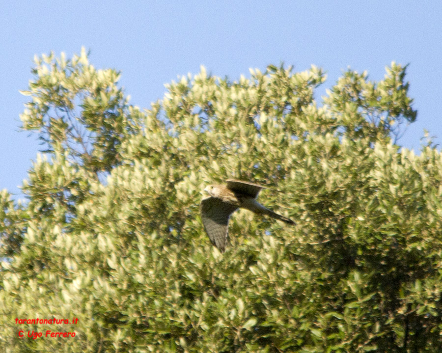 Identificazione rapace, grazie